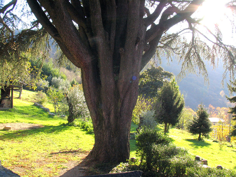 Cedrus atlantica (Endl.) Carriere / Cedro d''Atlante